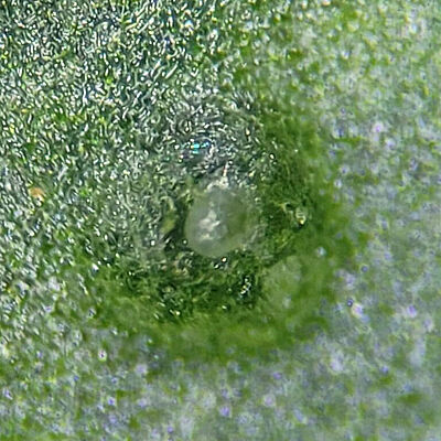 Thrips parvispinus egg