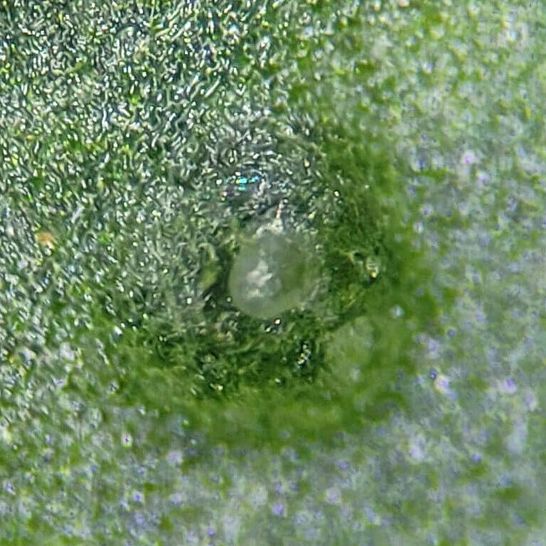 Thrips parvispinus egg