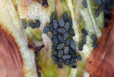 Pear aphid