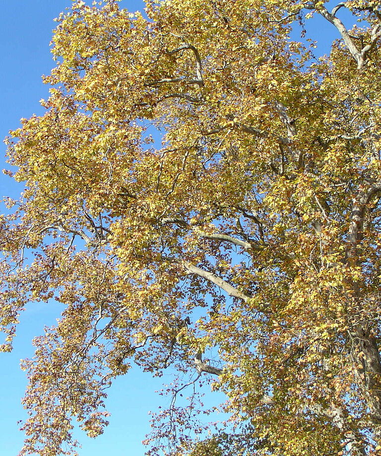 Sycamore lace bug Corythucha ciliata Plane tree Damage