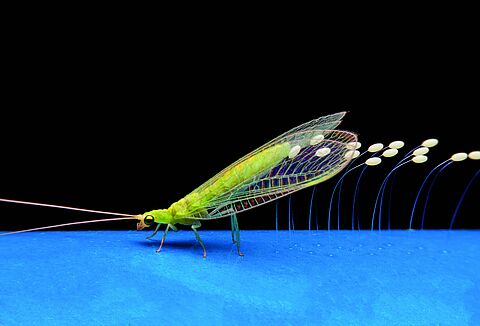 Economical and better biocontrol of aphids, mealybugs and Echinothrips