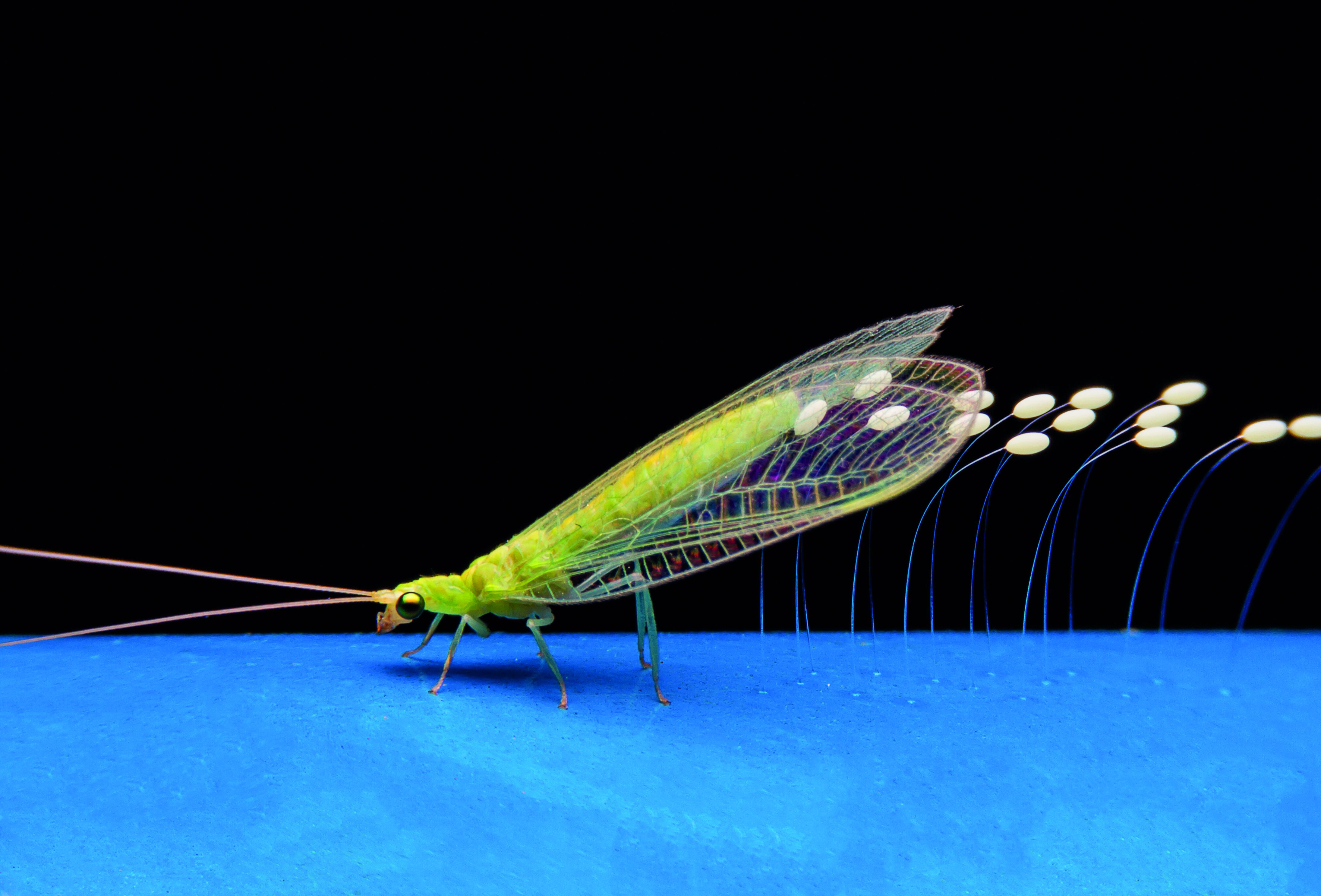 Economical and better biocontrol of aphids, mealybugs and Echinothrips