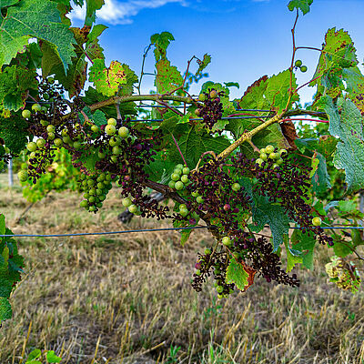 FRANCE, GIRONDE, TARGON, ATTAQUE DE MILDIOU SUR UN VIEUX PIED DE VIGNE A L'ETE 2023, LE VIGNOBLE DU BORDELAIS EST TOUCHE A 90% PAR CETTE MALADIE //  FRANCE, GIRONDE, TARGON, ATTACK OF DOWNY MILDEW ON AN OLD VINE IN THE SUMMER OF 2023, 90% OF BORDEAUX VINEYARDS ARE AFFECTED BY THIS DISEASE