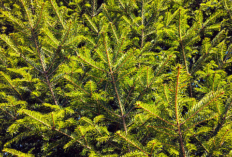 Conifer