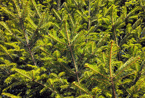 Conifer