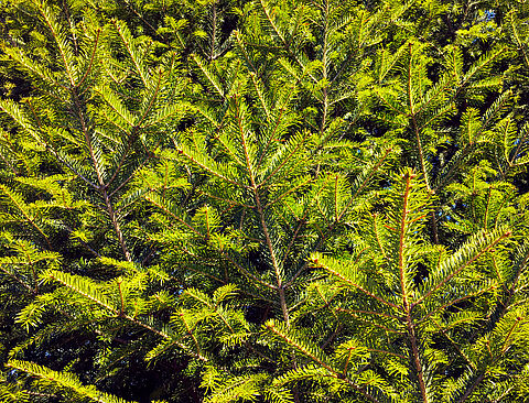 Conifer
