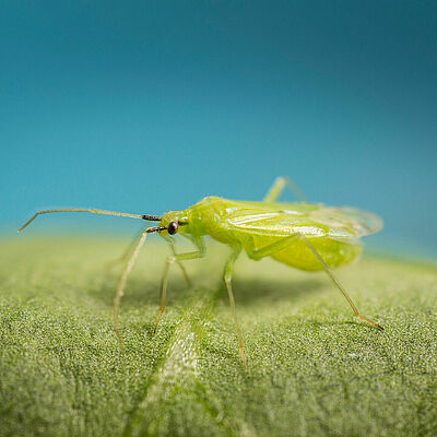 Macrolophus pygmaeus older nymph