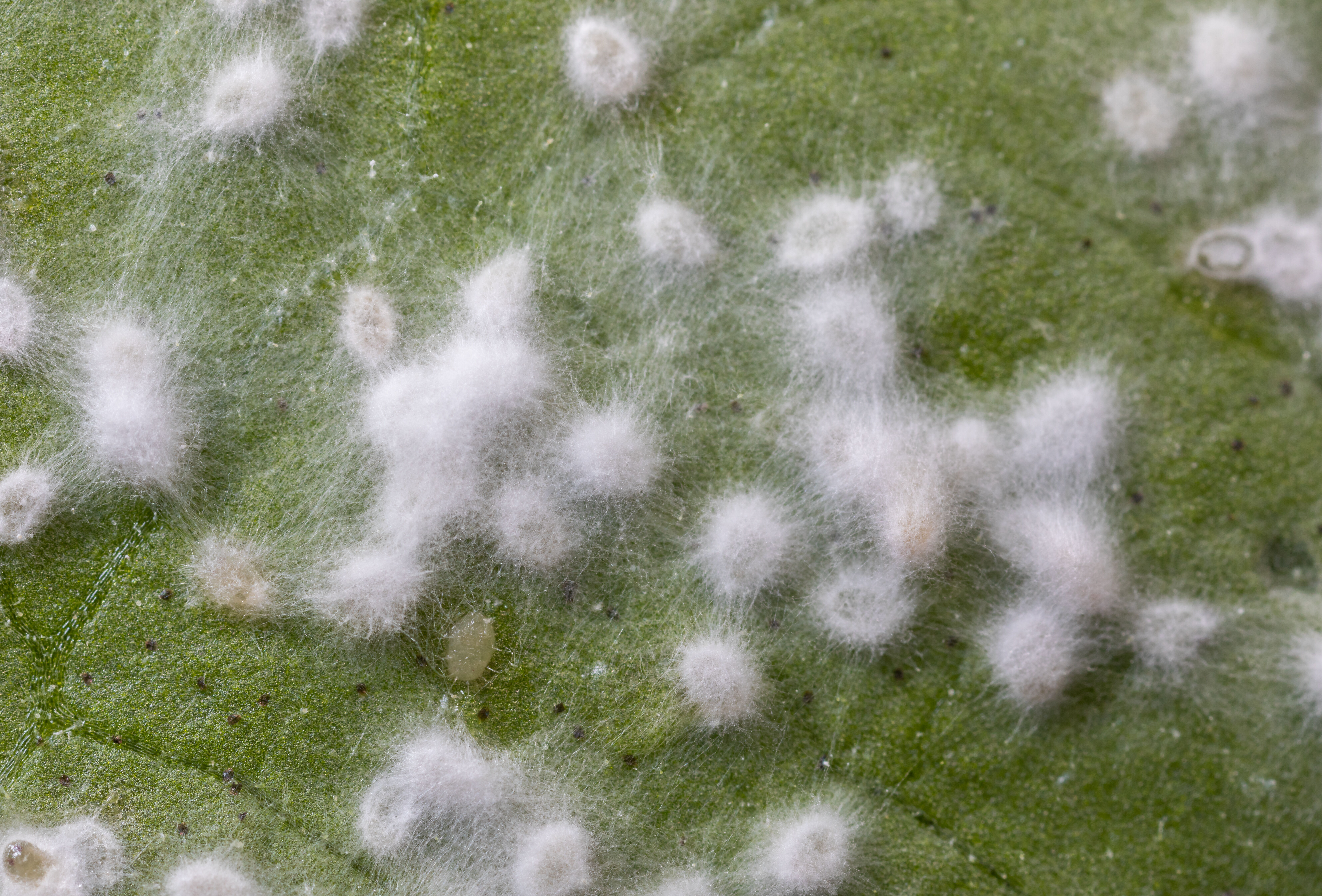 Mycotal – also effective against aphids!