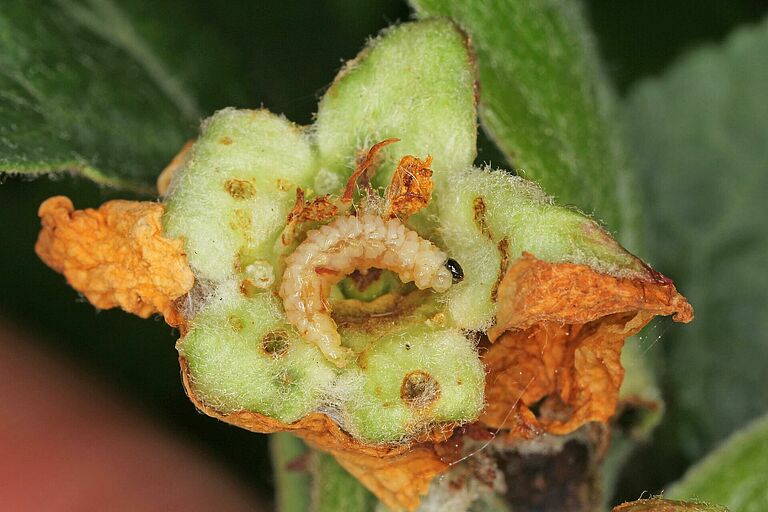 Apple blossom weevil (Anthonomus pomorum) larva inside apple tree bud
