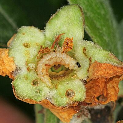 Apple blossom weevil (Anthonomus pomorum) larva inside apple tree bud