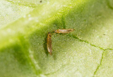 Increase in thrips infestation demands more R&D