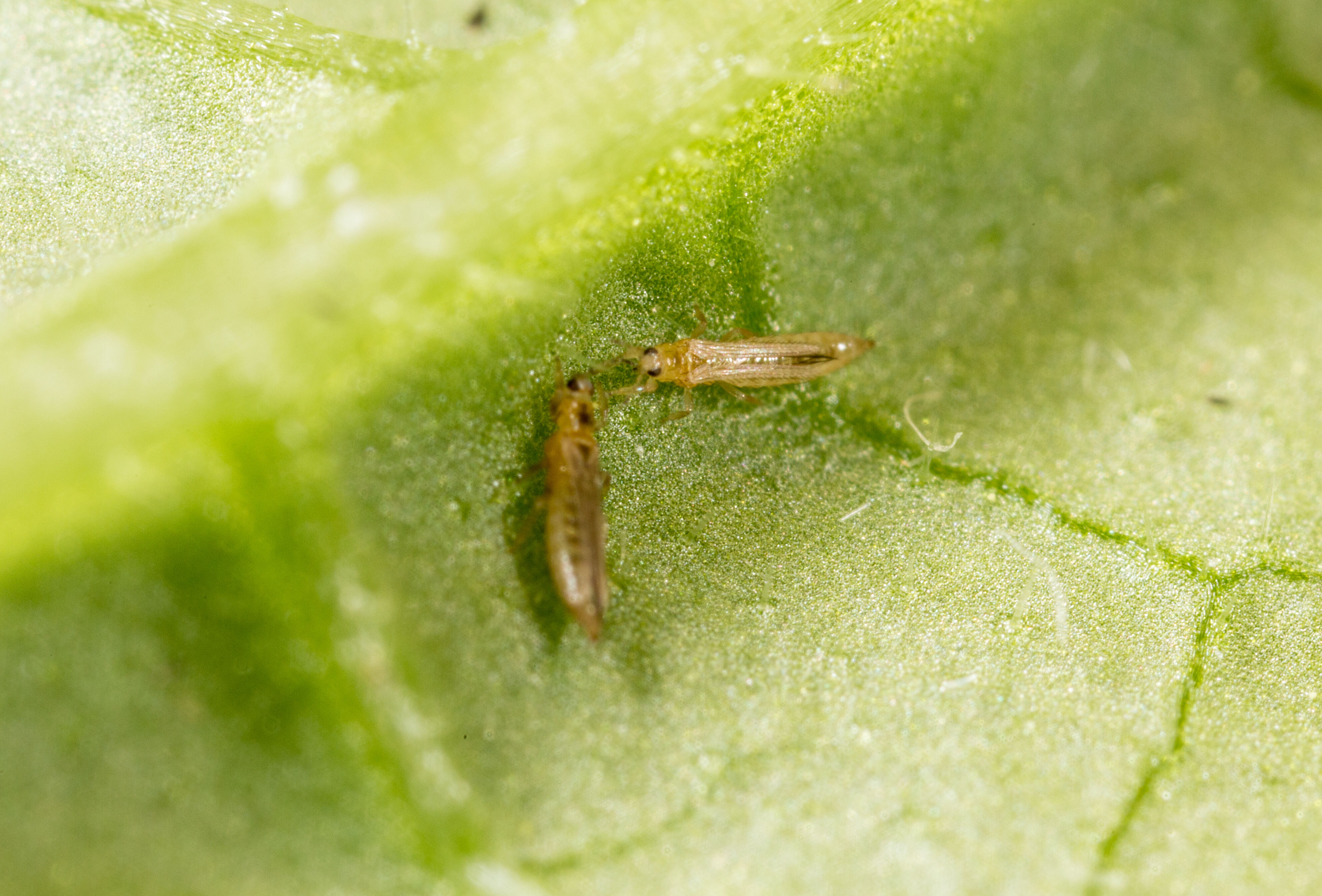 Increase in thrips infestation demands more R&D
