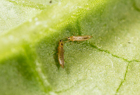 Western Flower Thrips Frankliniella occidentalis on a leaf