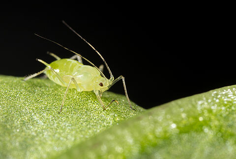 Foxglove aphid Aulacorthum solani