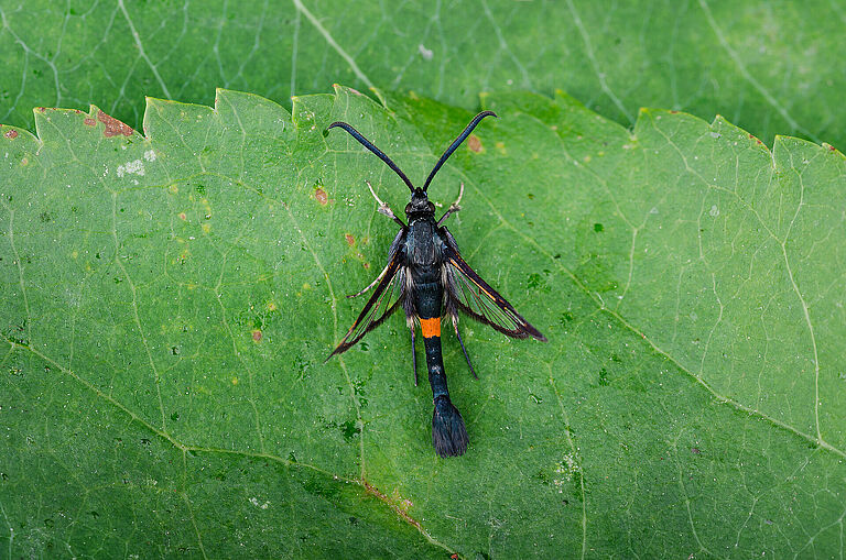 Hornet clearwing moth Synanthedon myopaeformis