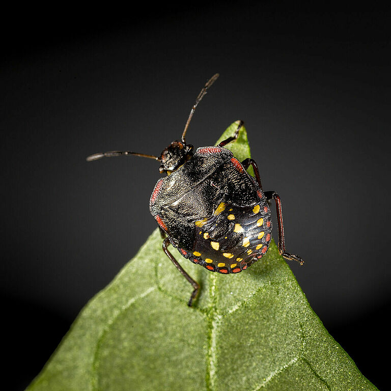 Nymph of the Southern Green Stink bug Nezara viridula