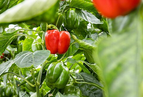 How to prevent Fusarium in pepper crops: Protect your plants with Trianum