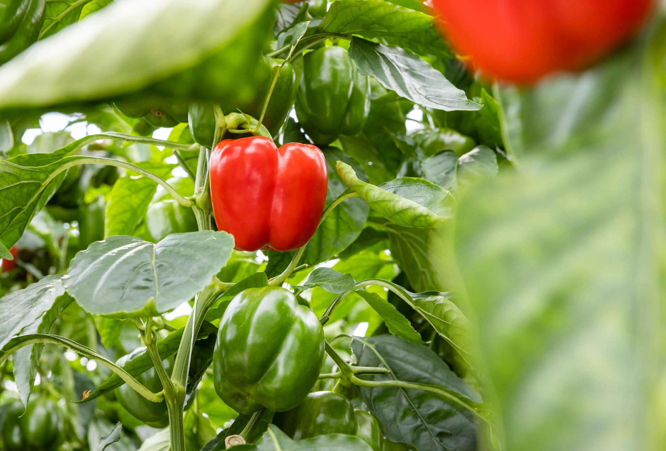 How to prevent Fusarium in pepper crops: Protect your plants with Trianum