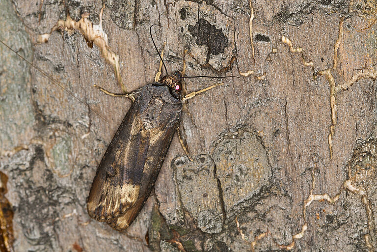 Black cutworm Agrotis ipsilon adult stage