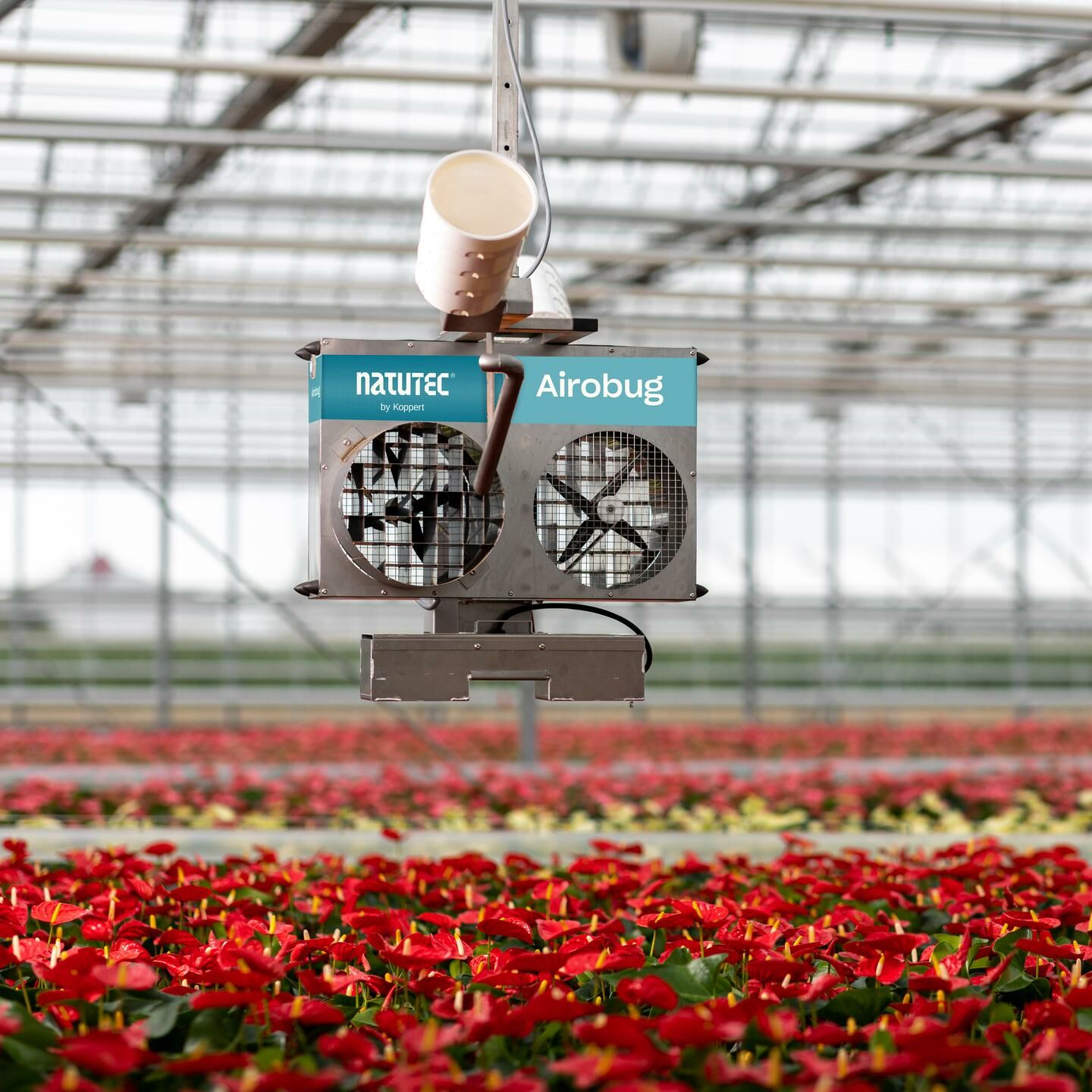 Wireworms control in potatoes