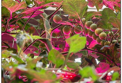 Pollination under artificial lights
