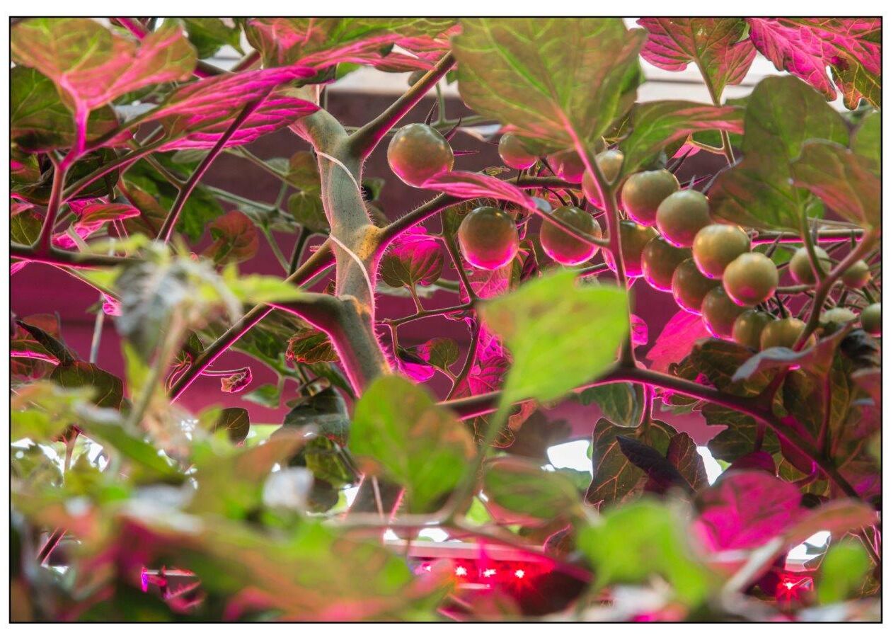 Pollination under artificial lights