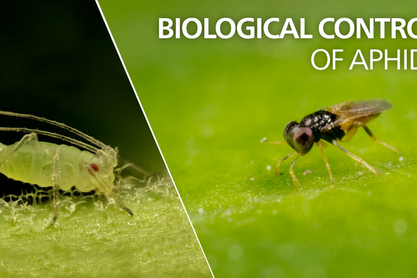 Biological control of aphids - Aphelinus abdominalis