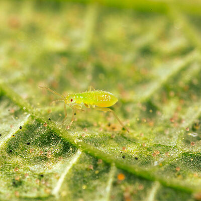 Macrolophus pygmaeus young nymph
