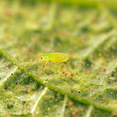 Macrolophus pygmaeus young nymph