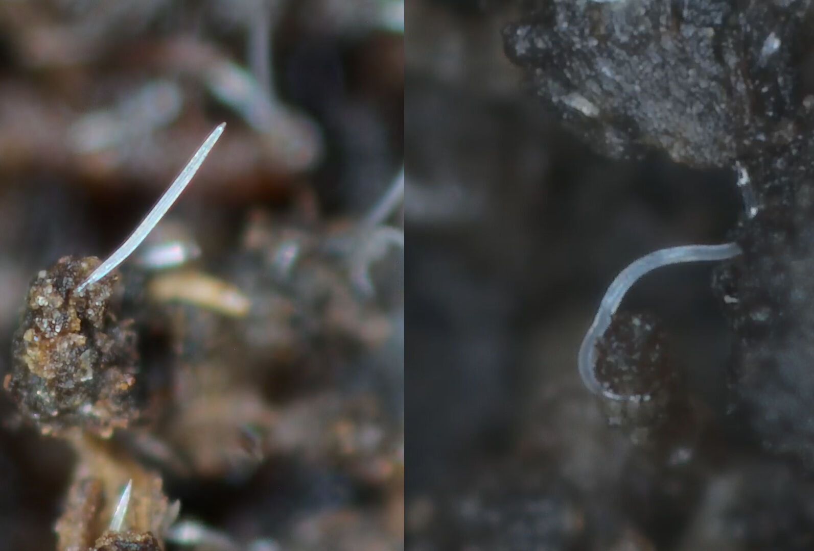 Beneficial nematodes doing their work in your crop!