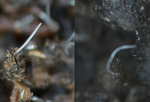 Beneficial nematodes doing their work in your crop!