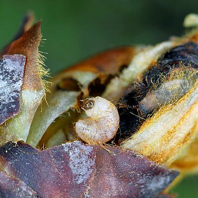 Pear blossom weevil (Anthonomus piri) larva in flower bud of pear