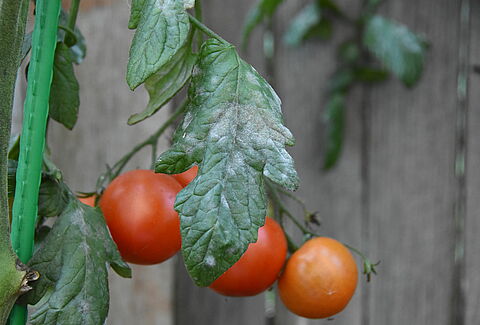 Powdery mildew of tomato