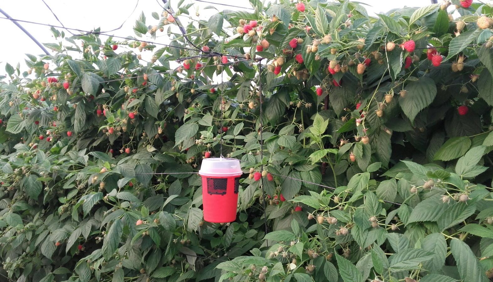 Koppert introduces new trap to combat Drosophila suzukii