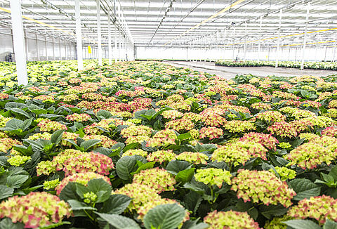 Perfect potted hydrangeas for super-strict customers
