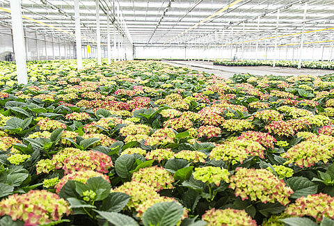 Perfect potted hydrangeas for super-strict customers