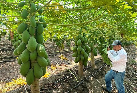 Koppert Mexico reports successful biocontrol in papaya