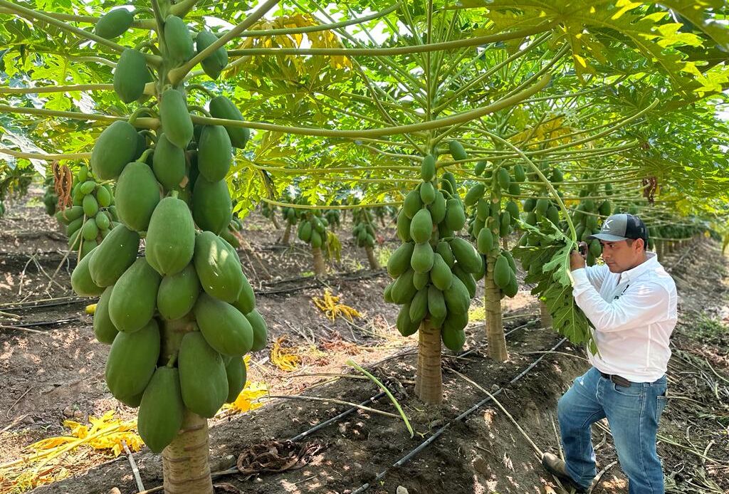Koppert Mexico reports successful biocontrol in papaya