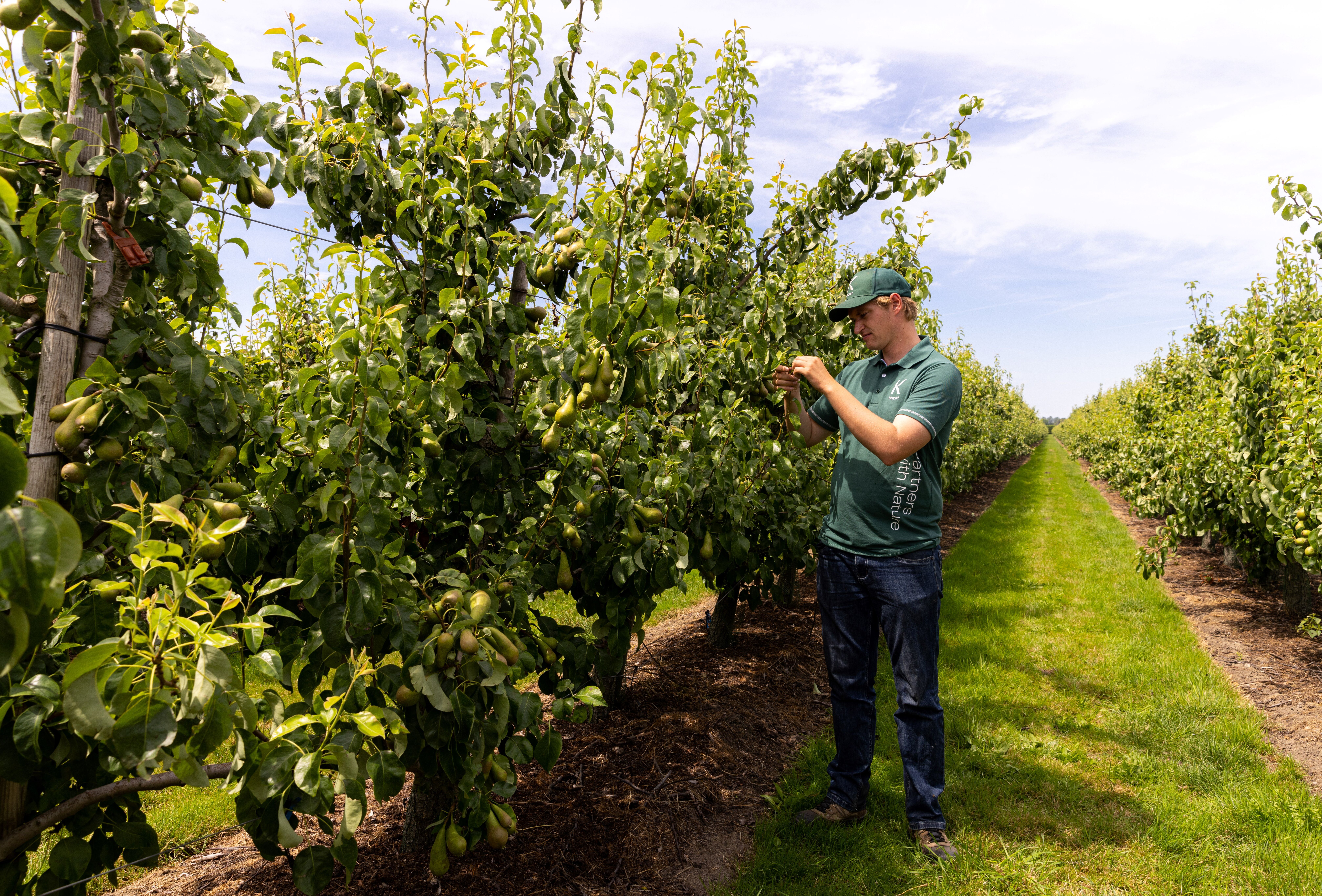 Biological fungicide Trianum-P now registered for pears