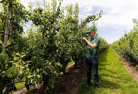 Biological fungicide Trianum-P now registered for pears