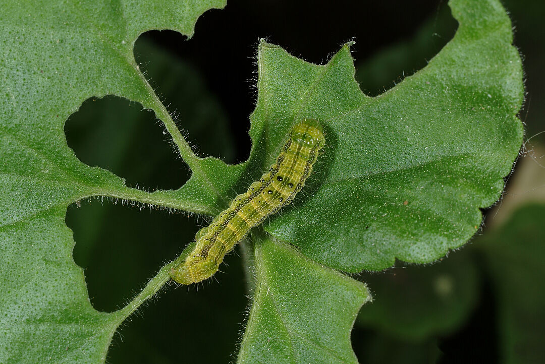 tobacco caterpillar in cotton Tobacco budworm