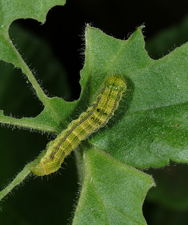 Larva of Tobacco budworm Heliothis virescens