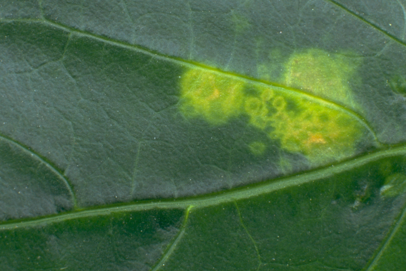 Foxglove aphid Aulacorthum solani damage on leaf