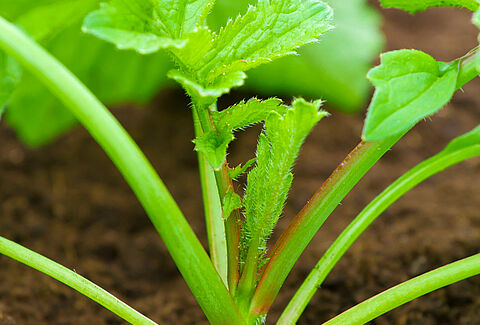 Radish