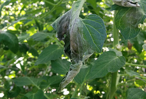 Phytophthora blight