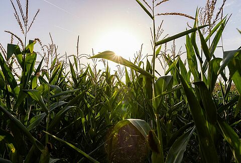 Growers in salt-affected areas find solution to soil-borne diseases in Trianum