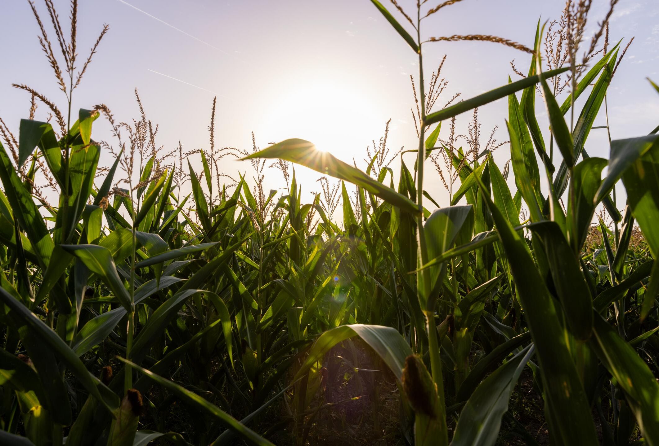 Growers in salt-affected areas find solution to soil-borne diseases in Trianum