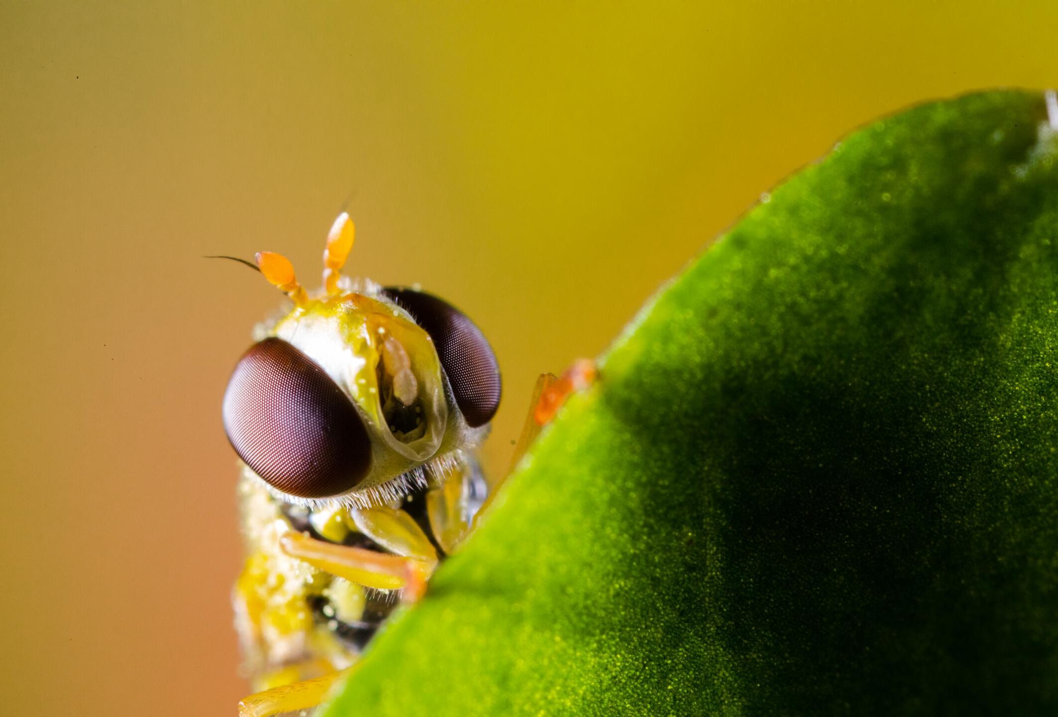 Enhance your aphid control with hoverfly allies Rophoria and Syrphidend