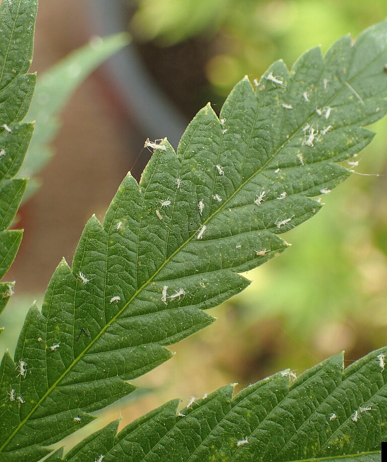 Cannabis Aphid Phorodon cannabis