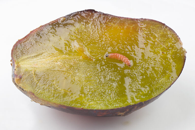 Red plum maggot Cydia funebrana Larva in a plum